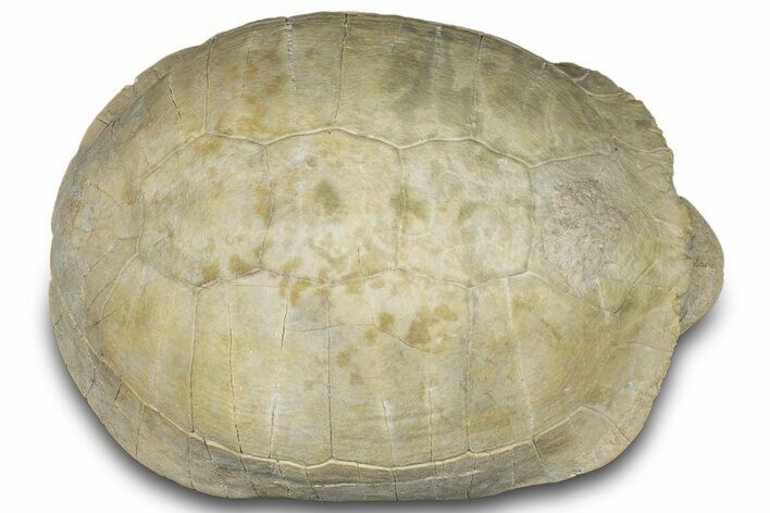 Fossil Tortoise (Stylemys) Shell - Wyoming #299820